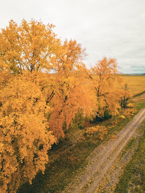 Yellow Trees in Autumn