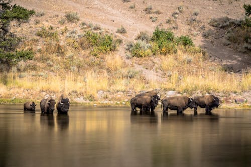 Darmowe zdjęcie z galerii z bizon, długa ekspozycja, dzika przyroda