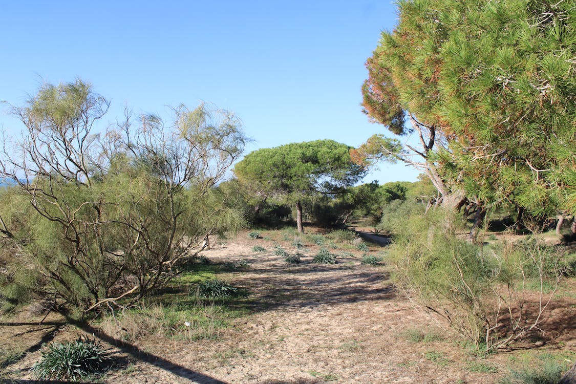 paisajes de los pinares de Rota