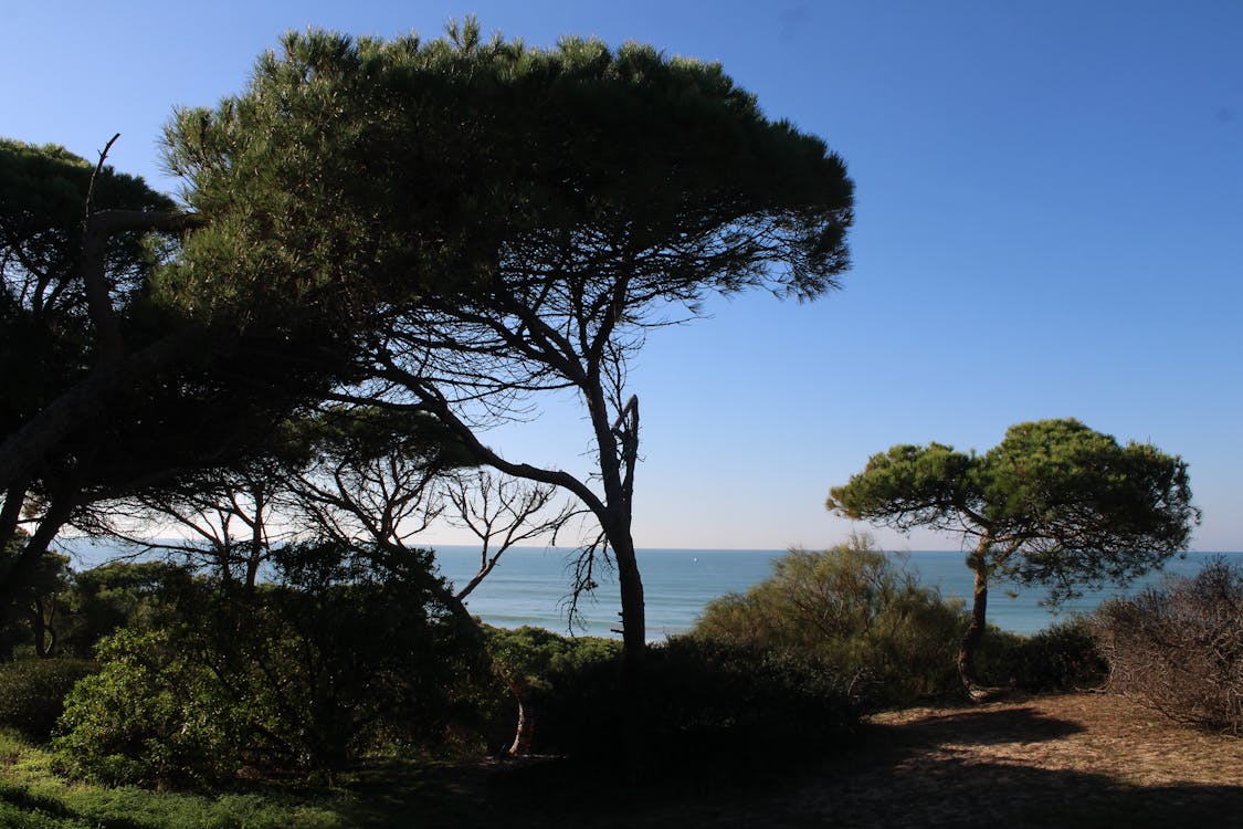 paisajes de los pinares de Rota