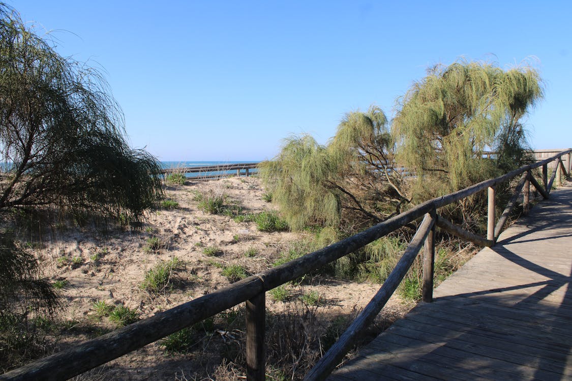 paisajes de los pinares de Rota