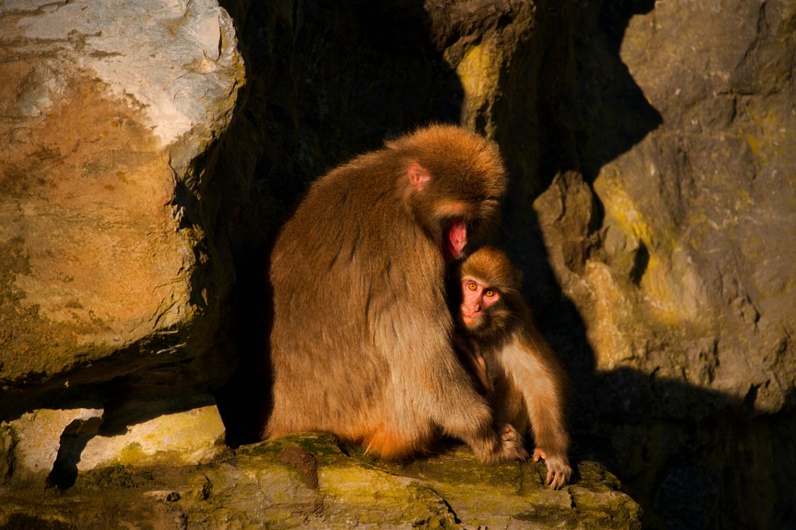Monkeys on Rocks · Free Stock Photo