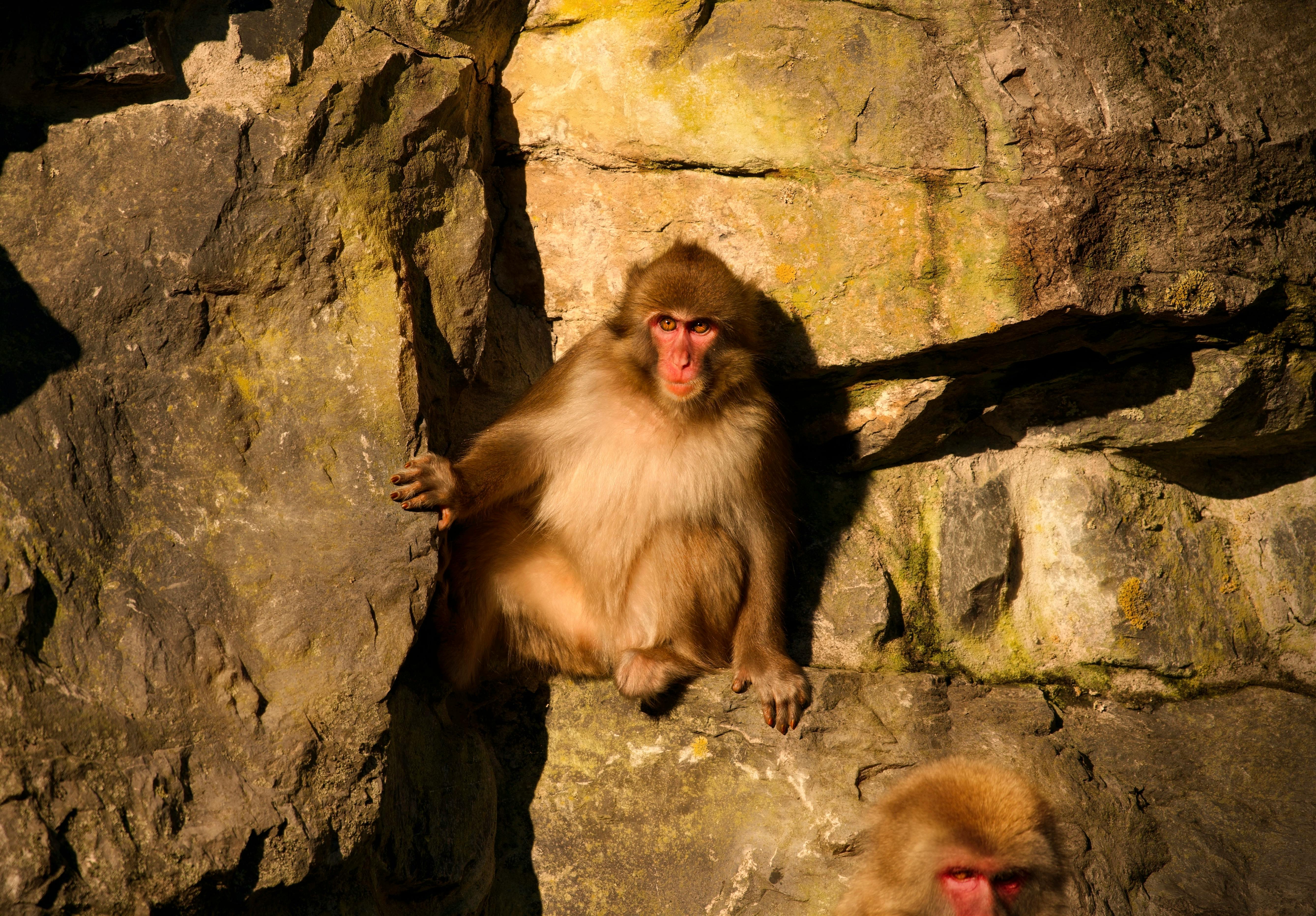 Monkeys on Rocks · Free Stock Photo