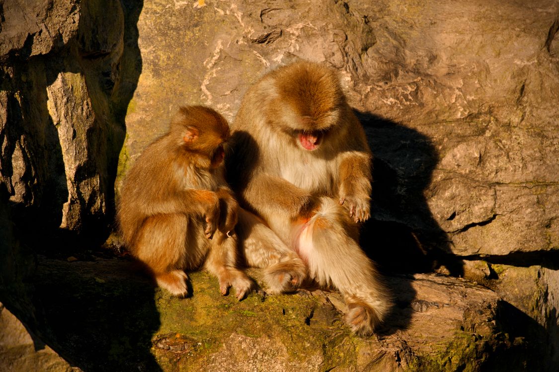 Monkeys on Rocks · Free Stock Photo