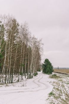 Serene winter scene of a snowy footpath through a birch forest in Belarus, ideal for nature lovers.