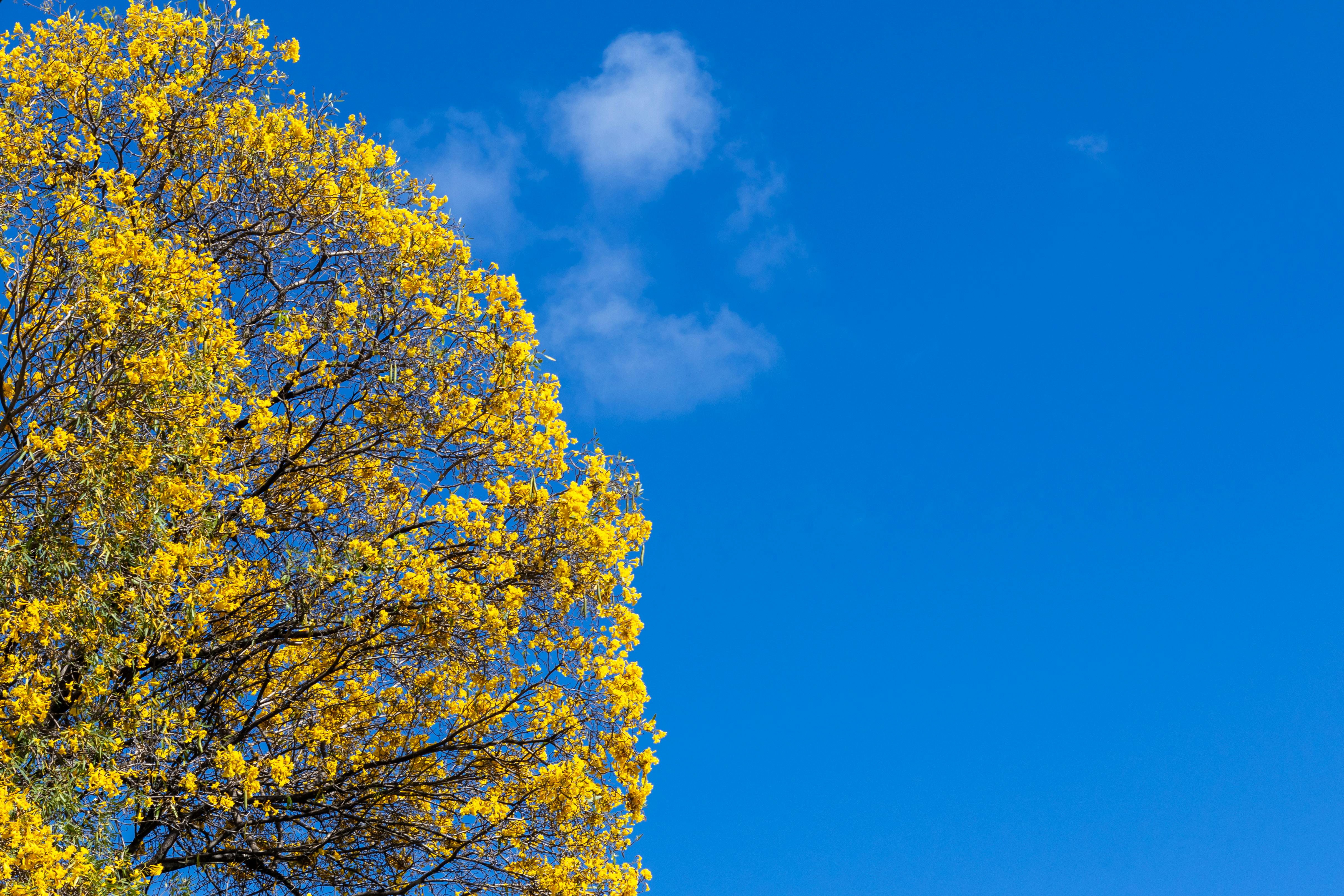 *Handroanthus impetiginosus*: Requerimientos, Propagación y Manejo