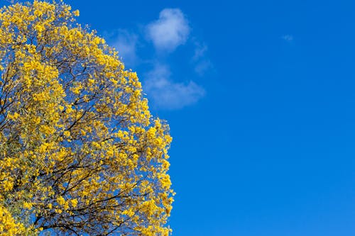 Clear Sky over Yellow Tree in Autumn