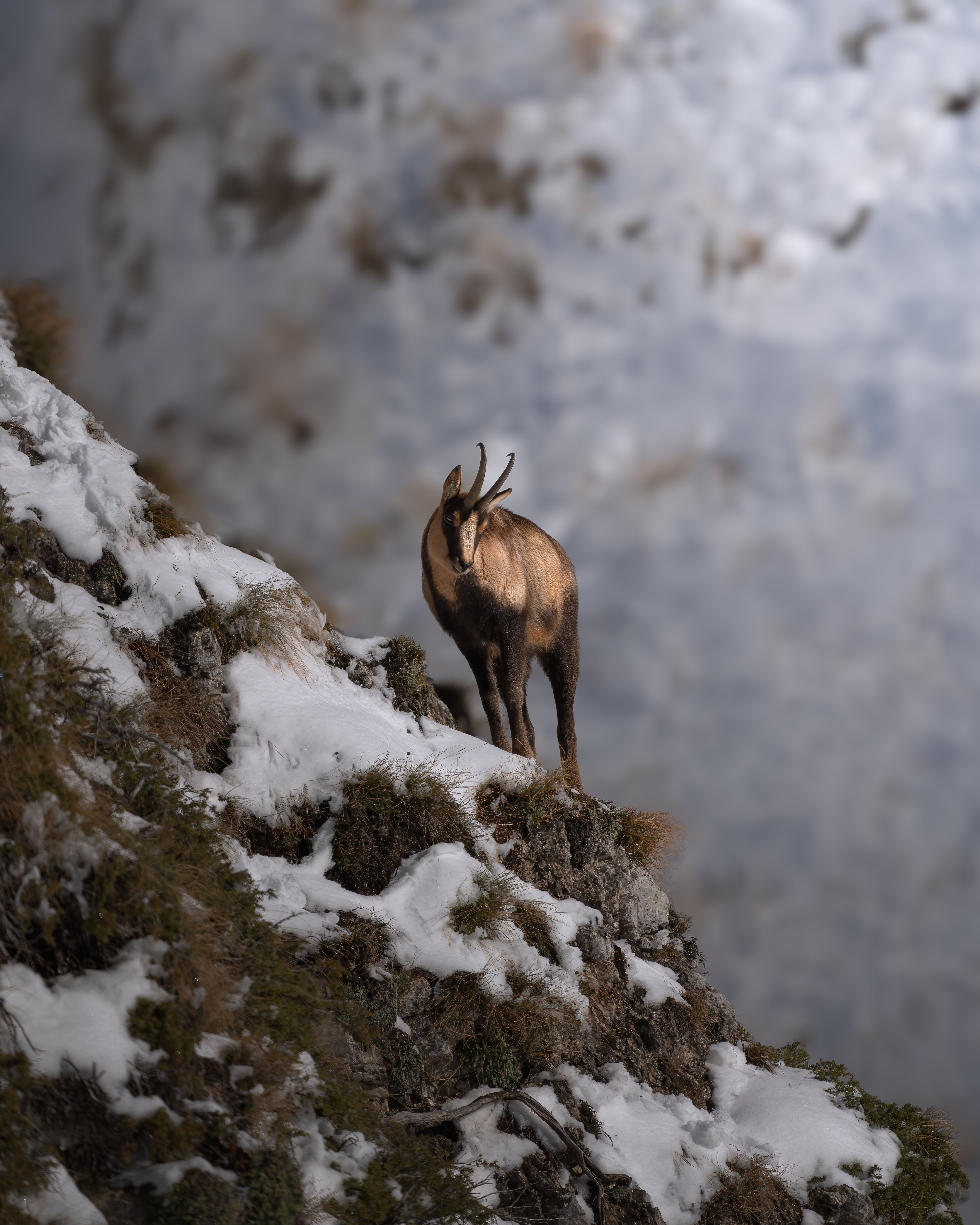 A chamois stands on a snowy mountainside in Sibillini Mountains, Italy.