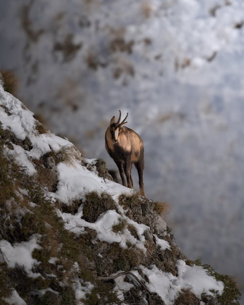 Chamois on Snowy Mountainside in Sibillini Mountains in Italy