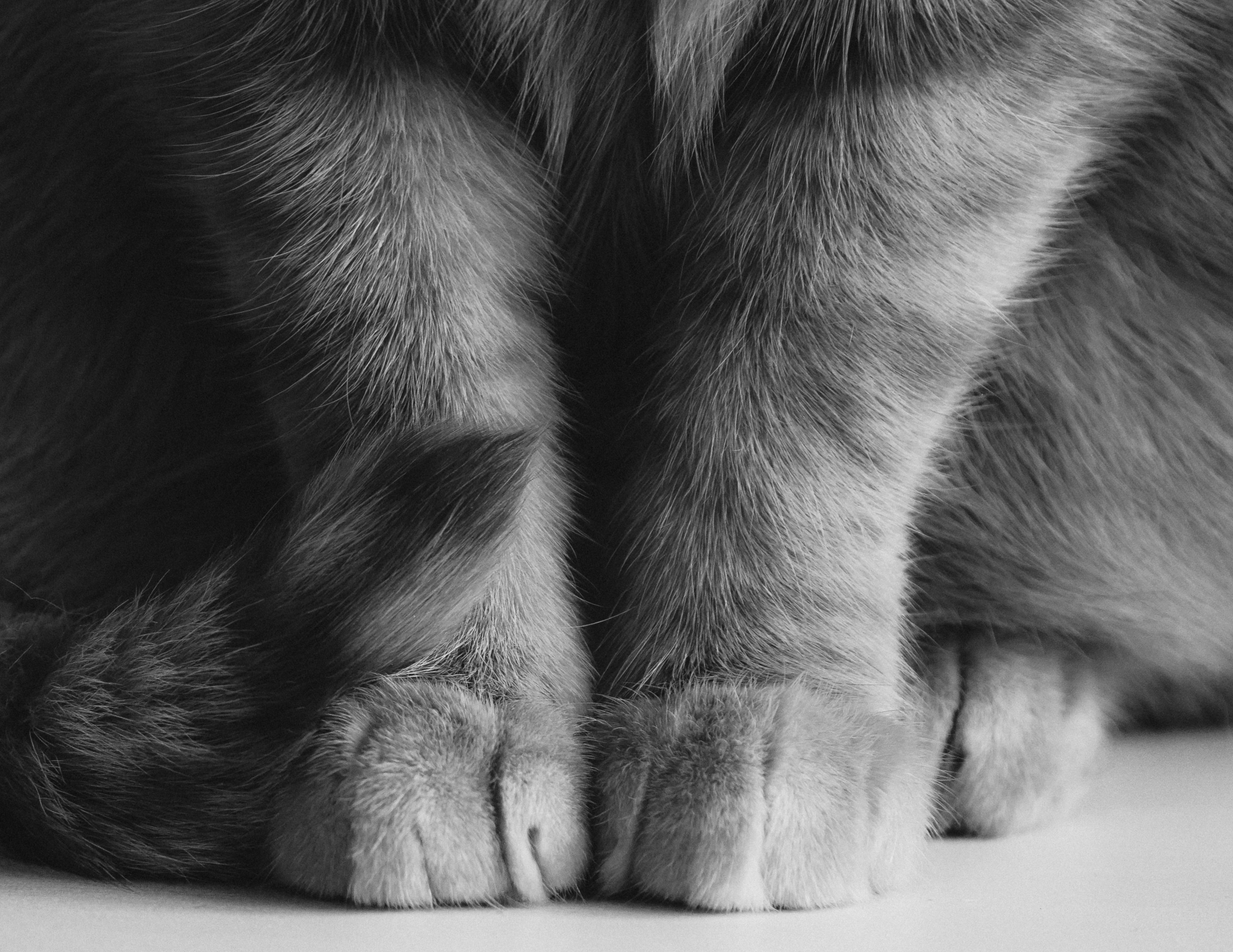 Monochrome close-up of a cat's paws, showcasing fur texture and detail.