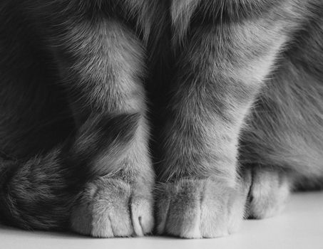 Monochrome close-up of a cat's paws, showcasing fur texture and detail.