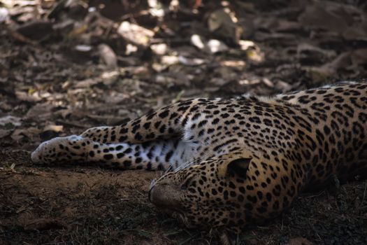 A leopard peacefully sleeping in a forest, dappled sunlight accentuates its spotted coat.