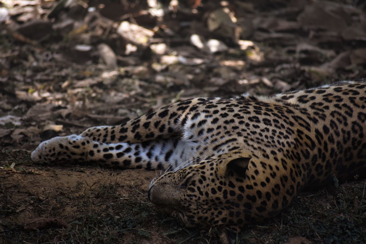 a leopard peacefully sleeping in a forest dappled sunlight accentuates