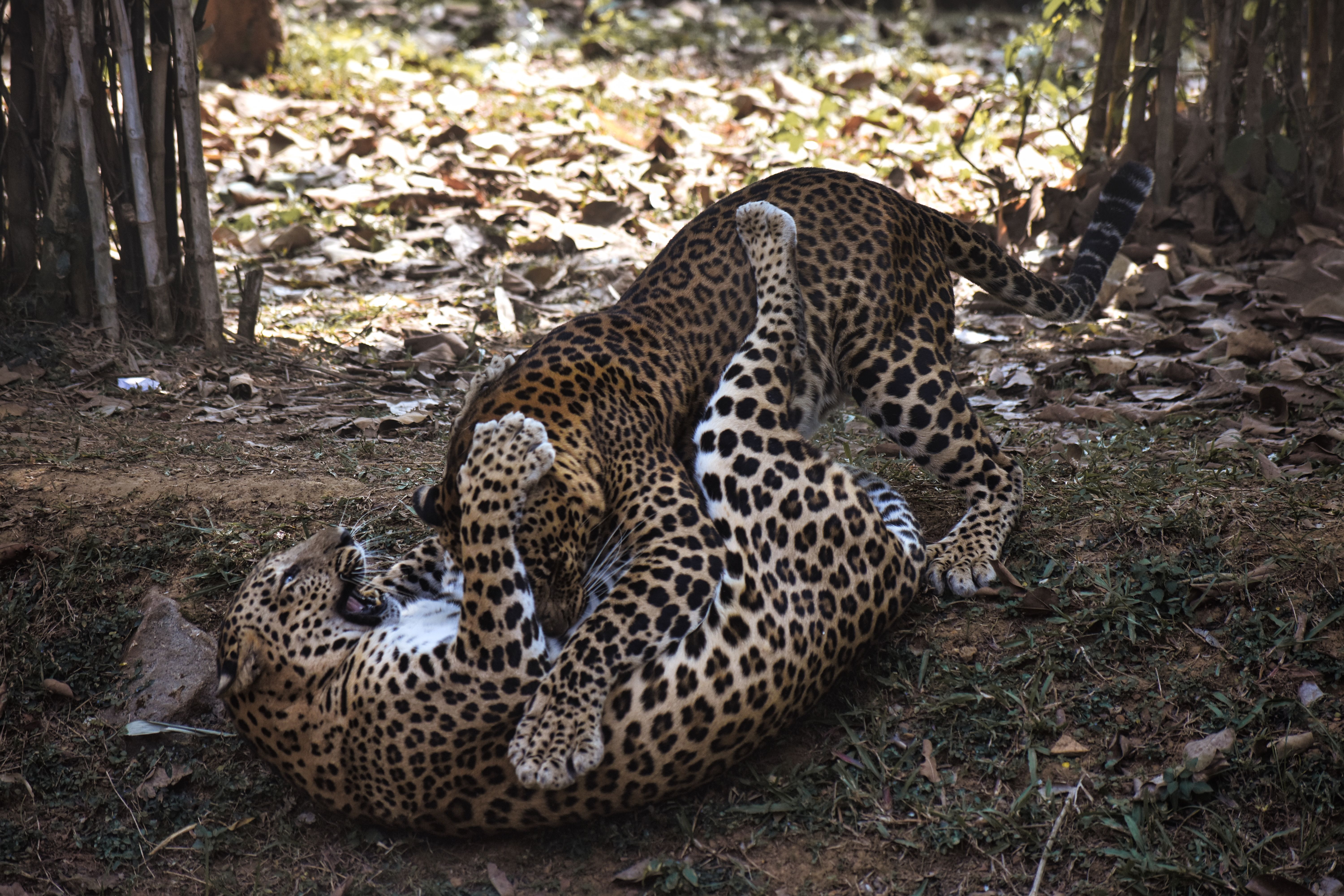 leopard skin seized by authorities in Boudh district