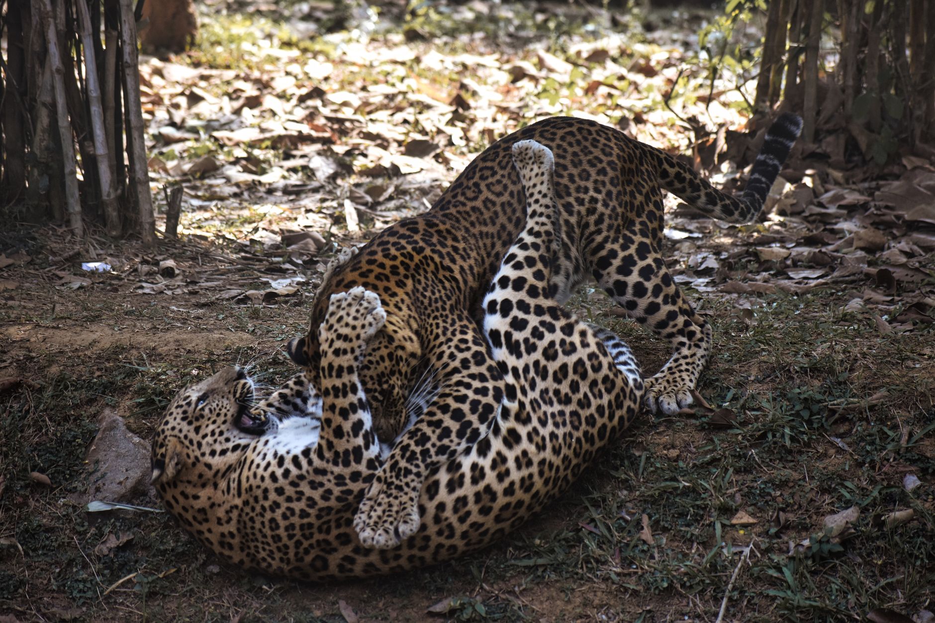 Leopard In. H Where do leopards mostly live? - The Institute for Environmental ...