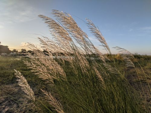 Free Serene view of pampas grass swaying in the breeze during sunset, capturing natural beauty. Stock Photo