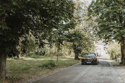 Luxurious Car on Road among Chestnut Trees in Summer