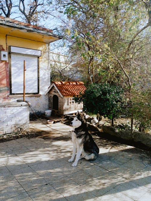 Foto d'estoc gratuïta de assegut, cadena, casa