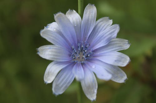 Gratis arkivbilde med nærbilde fokus, vakker blomst