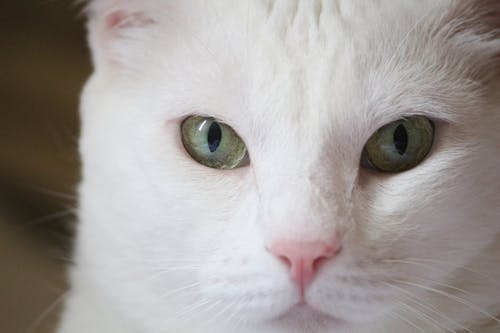 White cat closeup