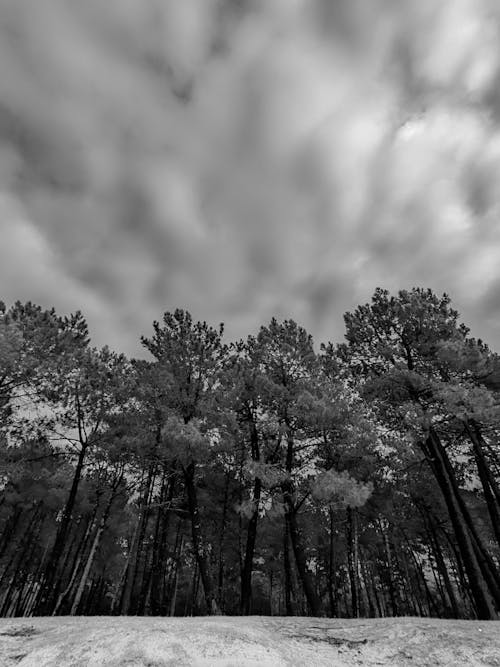 Black and White Photo of Trees against an Overcast Sky