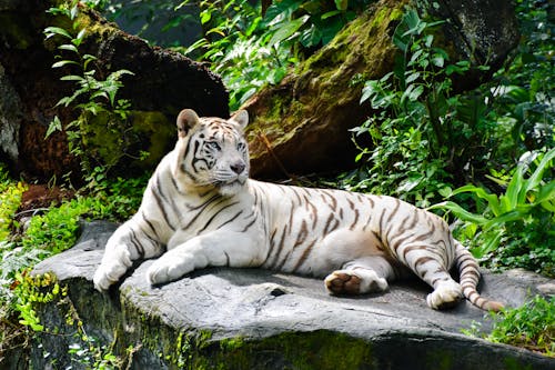 White Tiger Lying Down on Rock