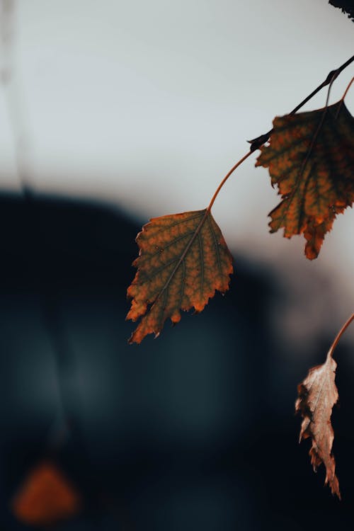 Foto d'estoc gratuïta de autum, fulla