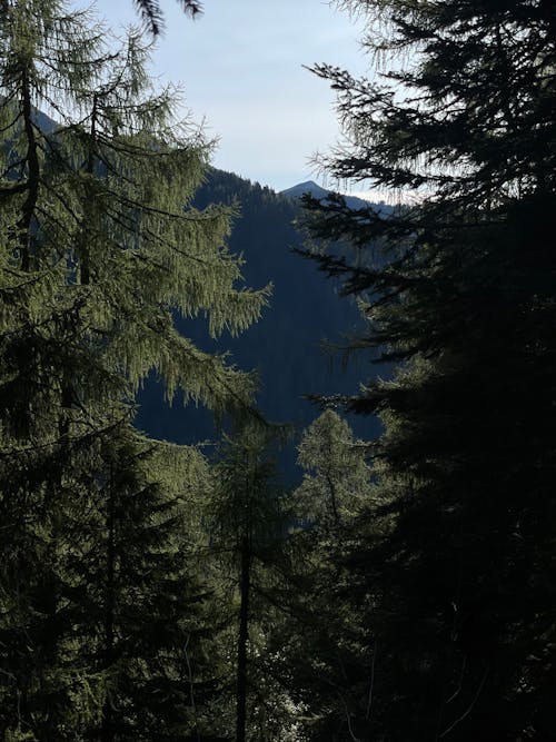 Δωρεάν στοκ φωτογραφιών με αειθαλής, βουνά, δέντρα