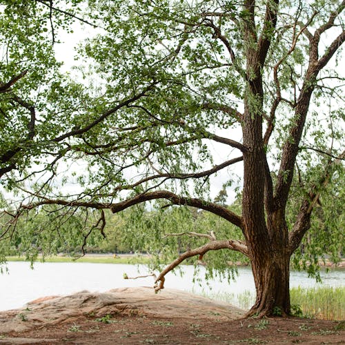 Foto profissional grátis de árvore, filiais, lago
