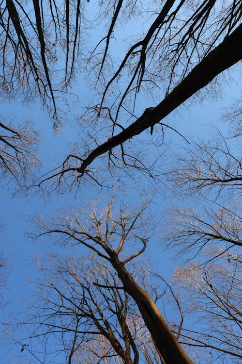 Imagine de stoc gratuită din arbori, cer senin, codru