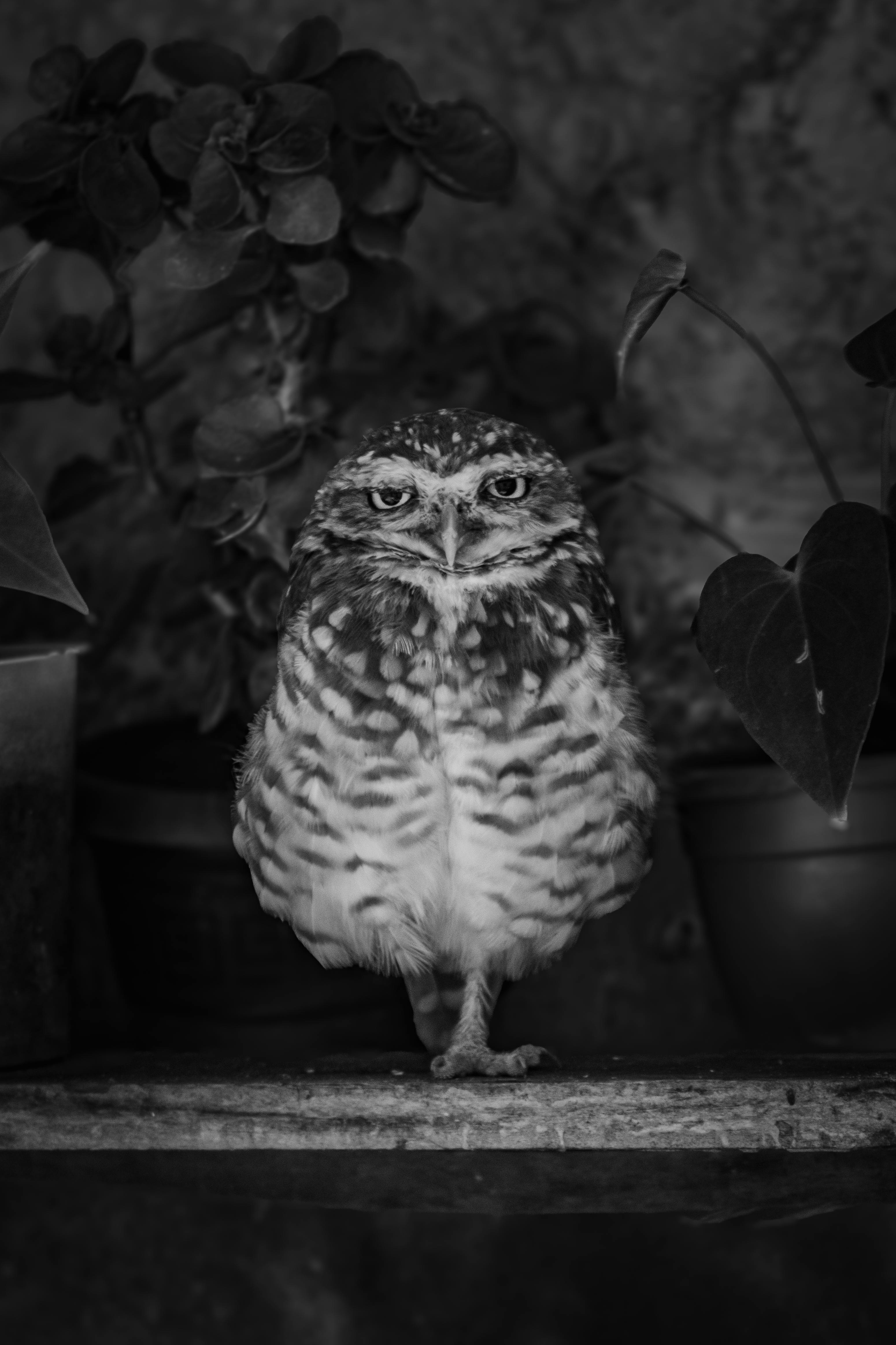 burrowing owl in black and white