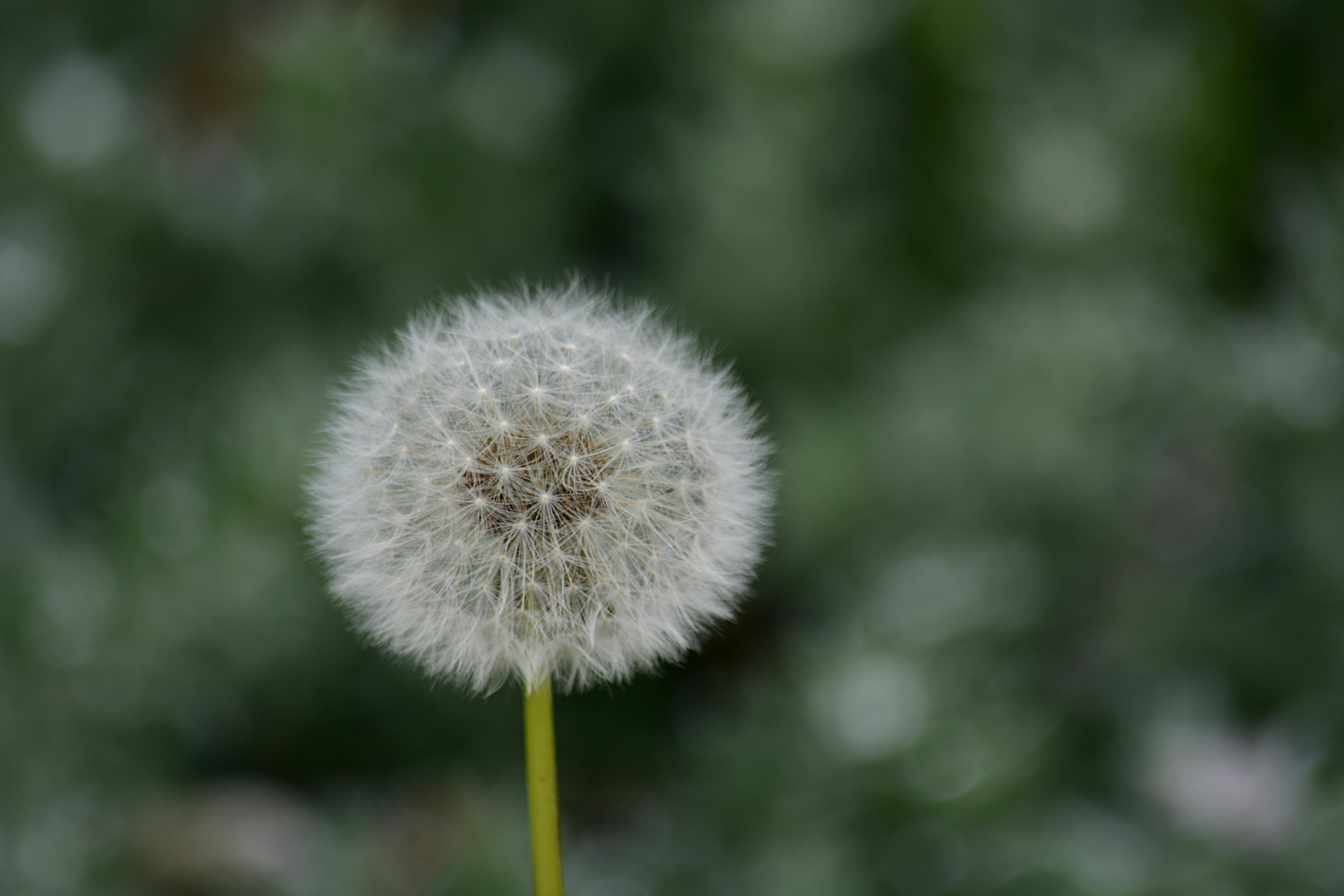 Free stock photo of botanique, dent de lion, fleur de pissenlit