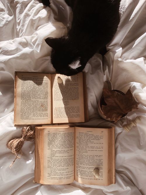 Free A black cat explores old books on a sunlit bed, creating a cozy and warm atmosphere. Stock Photo