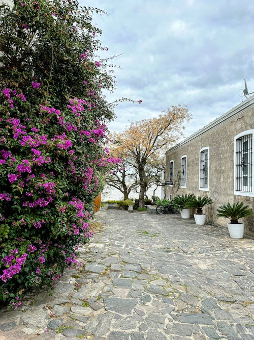 Ilmainen kuvapankkikuva tunnisteilla siirtomaa-arkkitehtuuri, uruguay