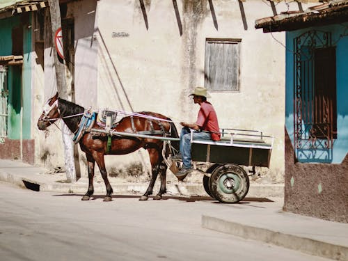 Horse-Drawn Cart in Town