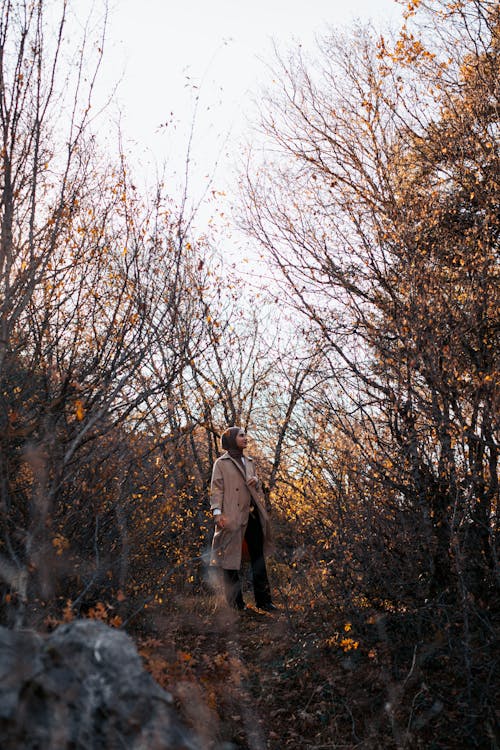 Foto d'estoc gratuïta de abric, arbres, branques