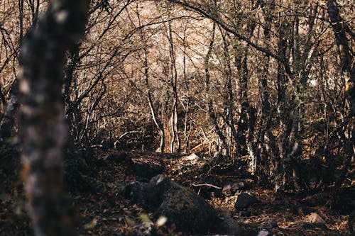 Fotos de stock gratuitas de arboles, bosque, caer