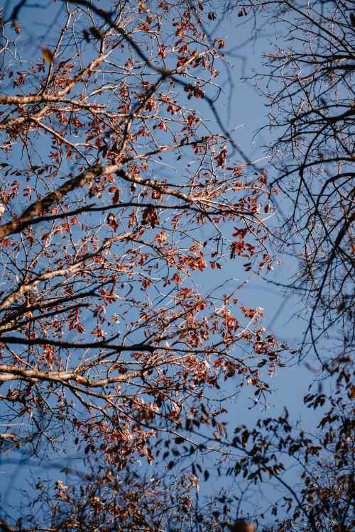 Free Autumn branches with few leaves against a crisp blue sky. Tranquil seasonal scene. Stock Photo