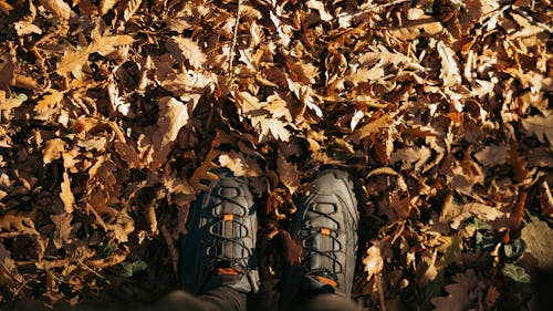 Foto profissional grátis de calçados, declínio, folhas caídas