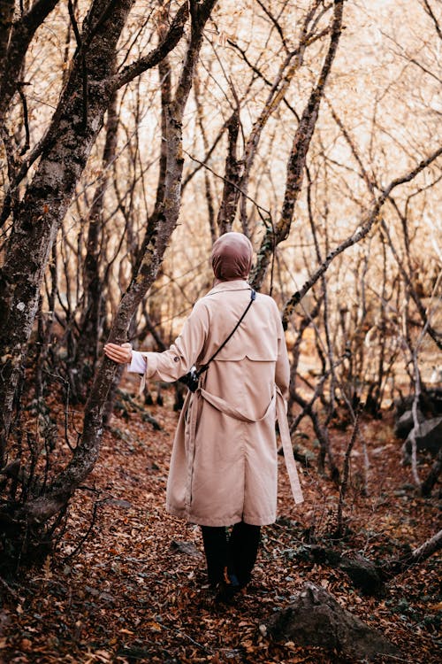 Foto d'estoc gratuïta de abric, arbres, branques