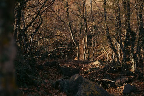 Gratis lagerfoto af efterår, falde, grene