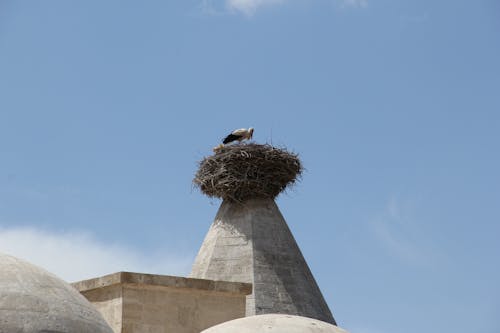 Stork in Nest on Chimney