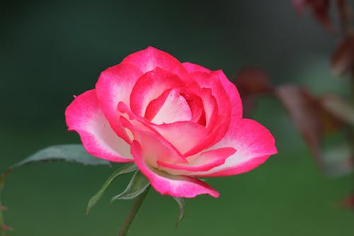 Pink Rose in a Garden