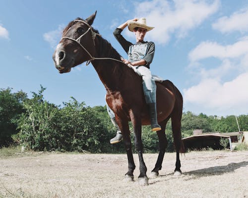 Δωρεάν στοκ φωτογραφιών με cowman, αγρόκτημα, άλογο καστανιάς