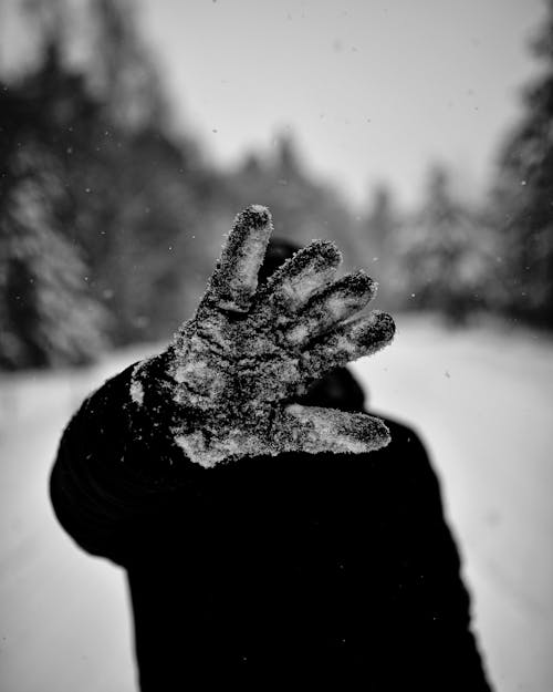 Foto stok gratis dingin, fokus selektif, hitam & putih