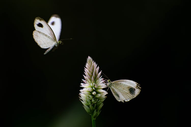 Butterflies And Blossoming Plant