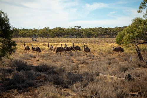 Herd of Ostriches on Meadow