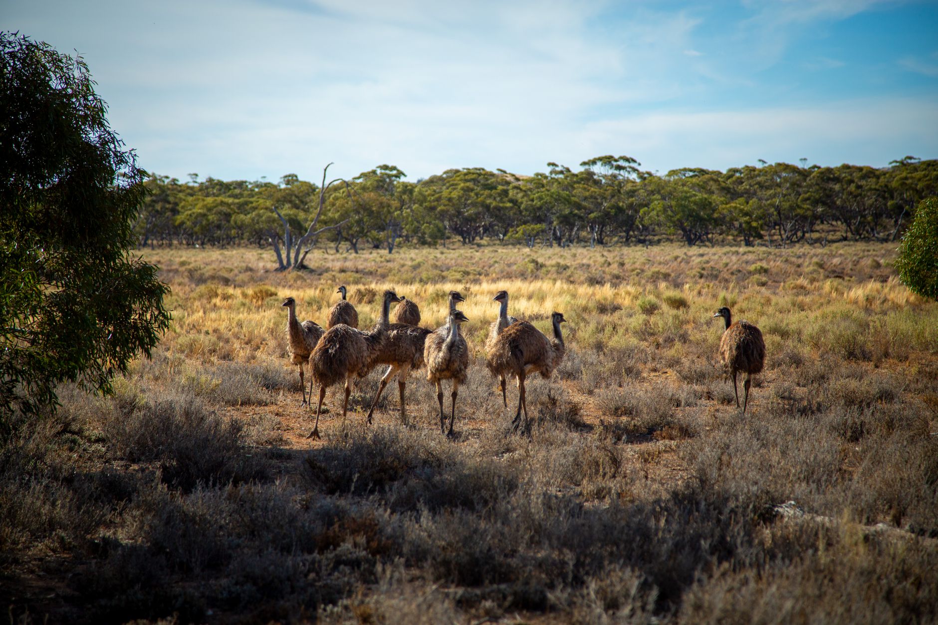 A group of emus walking through a dry savannah landscape highlighting wildlife and nature.