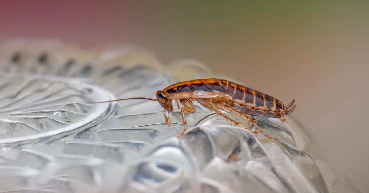 India's Cockroach Moment: BJP Dominance, Youth Frustration, and the 2029 Challenge