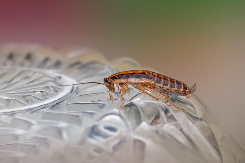 Close-up photograph of a cockroach, a pest commonly treated in residential properties